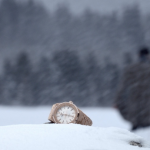 Love Letter About Time From Vallée de Joux Valley: UK Audemars Piguet Royal Oak Replica Watches